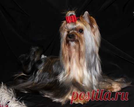 домашняя фотосессия