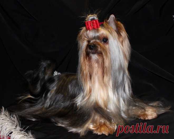 домашняя фотосессия