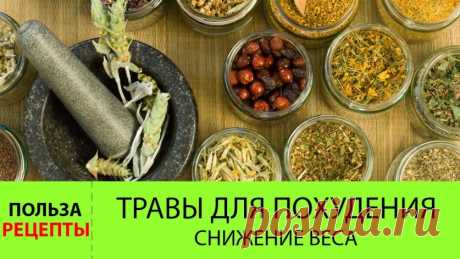 Быстро похудеть помогут… 11 трав | Диеты со всего света