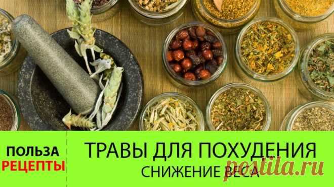 Быстро похудеть помогут… 11 трав | Диеты со всего света