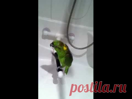 Попугай Maкеша - русско-поющий канадец. Yellow Naped Amazon. - YouTube