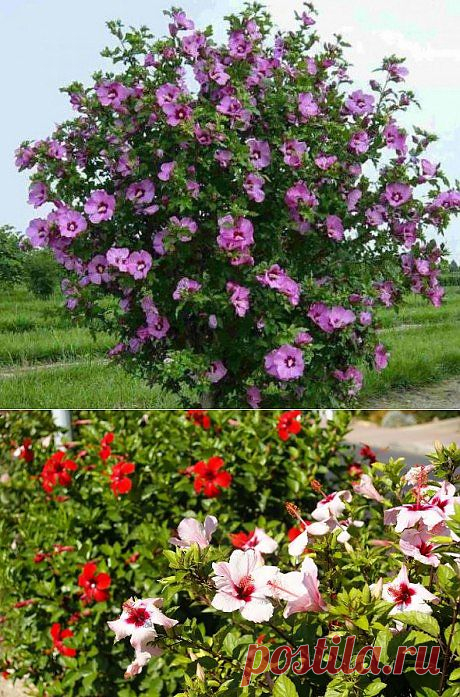 Гибискус садовый или сирийская роза ↑.