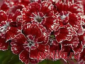 Как вырастить гвоздику китайскую из семян в саду | Дача - впрок