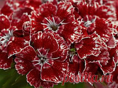 Как вырастить гвоздику китайскую из семян в саду | Дача - впрок