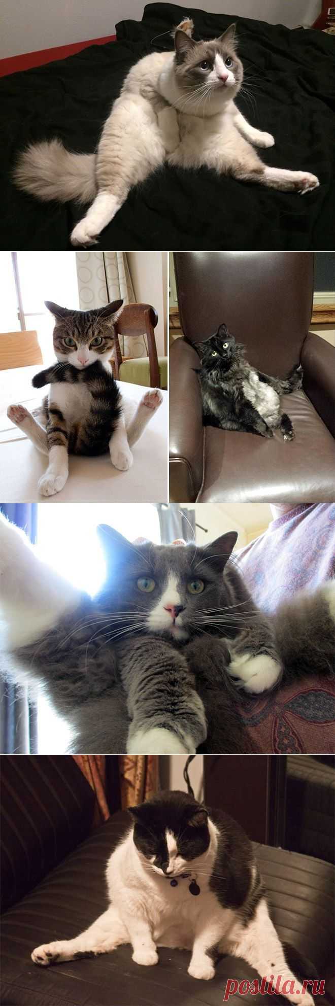 Уморительные фотографии котов / Питомцы