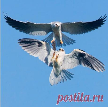 Пан или пропал: фотографии диких животных 2010 года