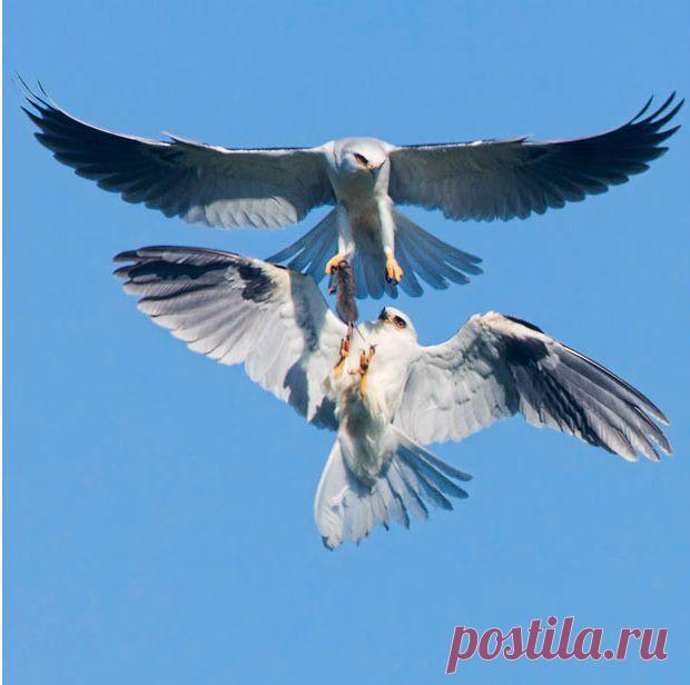 Пан или пропал: фотографии диких животных 2010 года