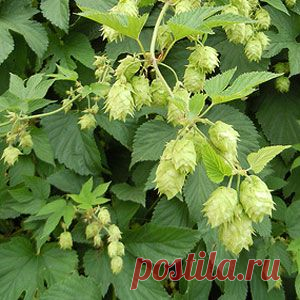 Хмель обыкновенный в народной медицине  |  Рецепт здоровья