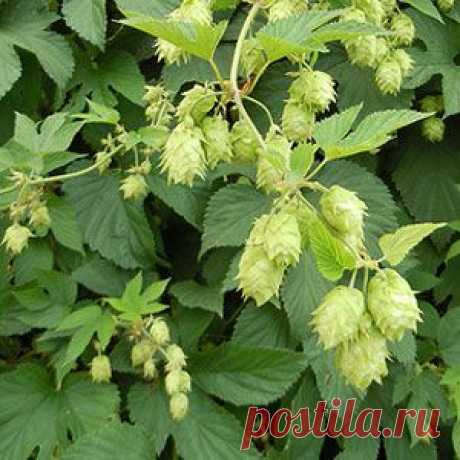 Хмель обыкновенный в народной медицине  |  Рецепт здоровья