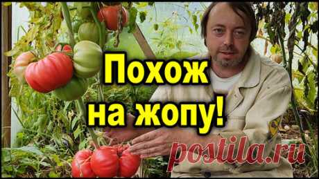 Самый крупный помидор который я выращивал! | Практичный Огород | Дзен