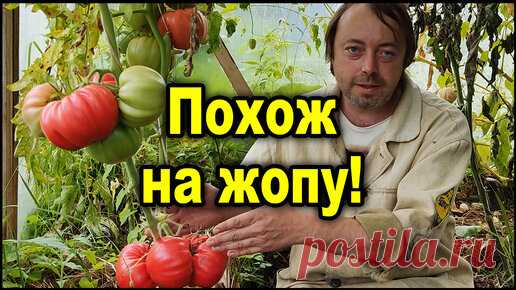 Самый крупный помидор который я выращивал! | Практичный Огород | Дзен