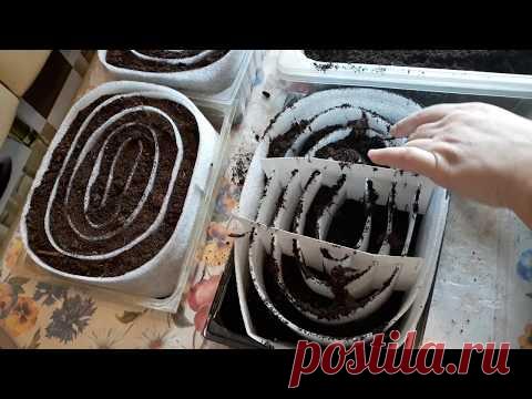 Как сделать улитку для рассады без грязи и заморочек. Простая улитка для рассады.