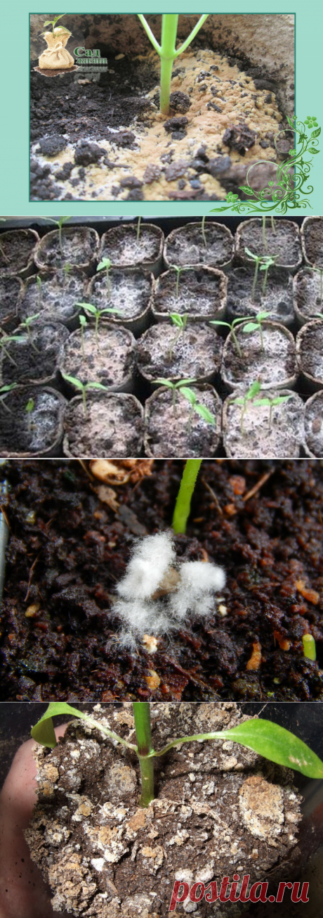 4 причины появления белого налета на почве и что с этим делать | Сад Жизни | Яндекс Дзен