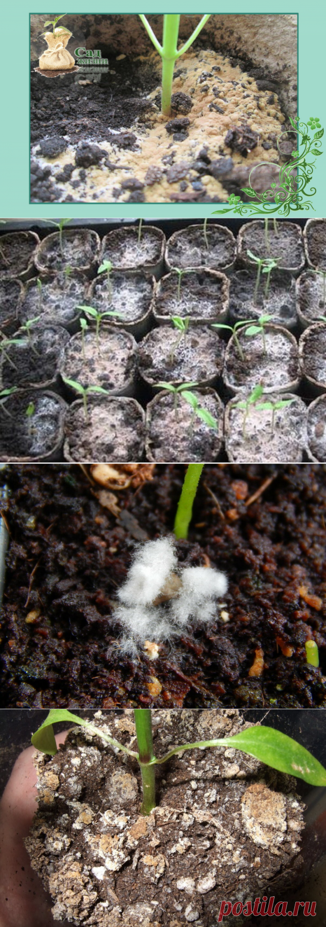 4 причины появления белого налета на почве и что с этим делать | Сад Жизни | Яндекс Дзен