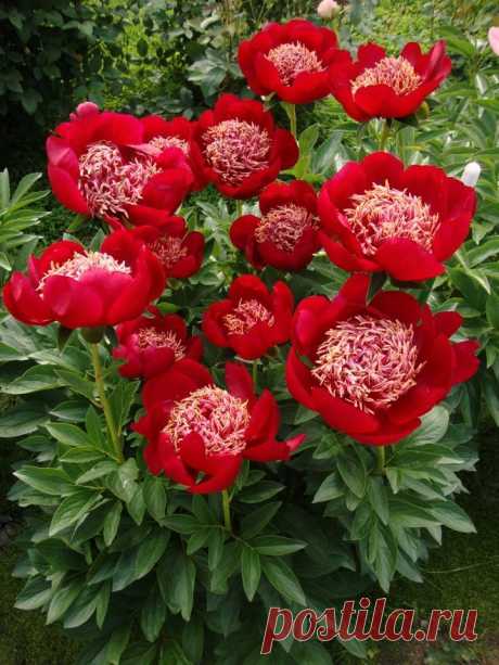 Peony 'Walter Mains'