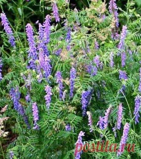 Горошек мышиный (Vicia cracca). Народная медицина. Натуральный здоровый образ жизни