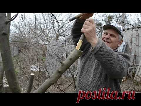 Как прививать деревья фруктовые. Самая простая прививка/перепрививка