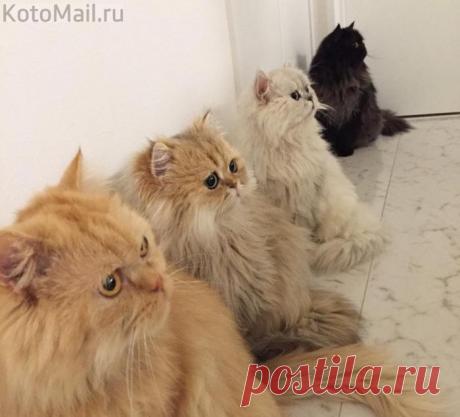 Построение на обед)