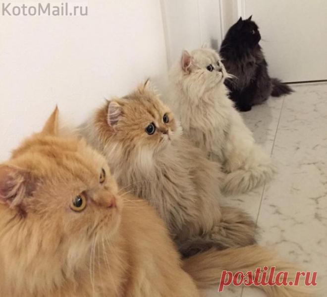 Построение на обед)