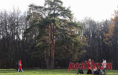 ЛДПР предложила сократить рабочую неделю для одного из многодетных родителей. Партия разработала законопроект, предусматривающий право на ограничение в 30 рабочих часов