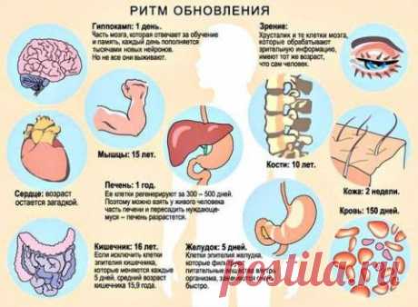 Ритмы обновления организма человека