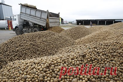 Белоруссия оказалась одним из главных покупателей картофеля в Польше