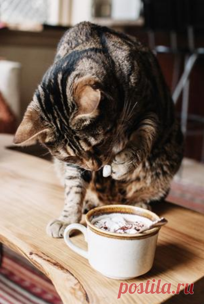 Cute Animals Cats iPhone Wallpaper Free Download | 10000+ Wallpapers