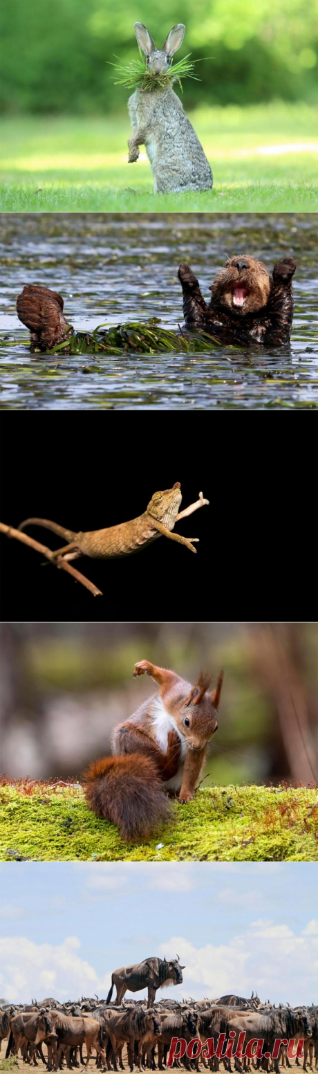 Финалисты конкурса самых смешных фотографий диких животных «Comedy Wildlife Photography Awards 2017»