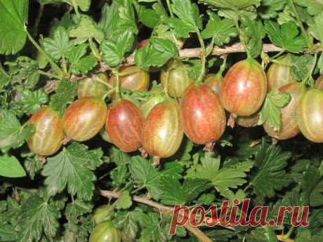 Крыжовник Ксения ,мечта садовода - Садоводка