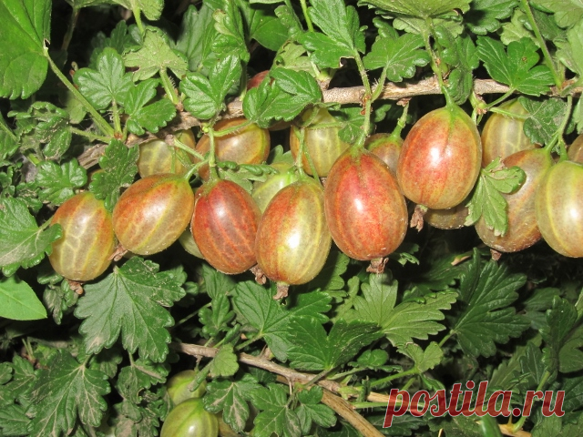 Крыжовник Ксения ,мечта садовода - Садоводка