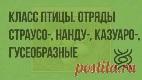 ОСНОВЫНЕ ОТРЯДЫ ПТИЦ И МЛЕКОПИТАЮЩИХ