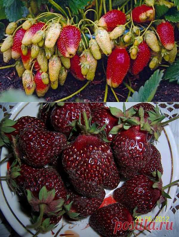 Земляника - разнообразие сортов. Сад-огород. Видео.