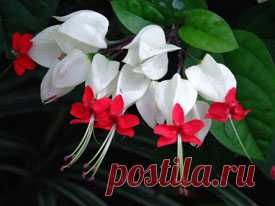 Клеродендрум (Clerodendrum). Описание, виды и уход за клеродендрумом | Флористика на 