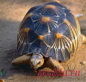 Природа — Страница 2 — National Geographic Россия