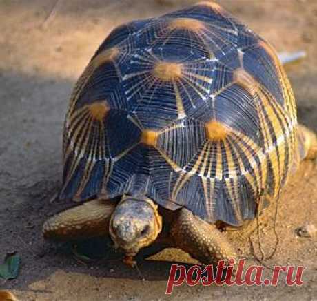 Природа — Страница 2 — National Geographic Россия