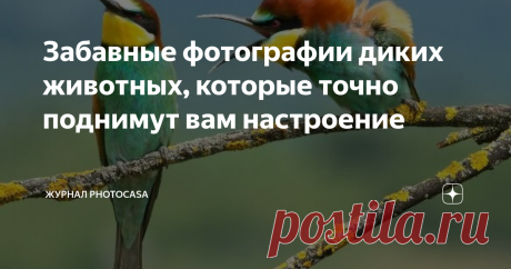 Забавные фотографии диких животных, которые точно поднимут вам настроение Приветствуем вас, читатели журнала PhotoCASA! Сегодня, мы подумали о том, что было бы неплохо, отвлечься от наводящих панику новостей об очередной волне коронавируса и поделиться с вами чем-нибудь веселым. А что может быть веселее, чем фотографии братьев наших меньших, в их естественной среде обитания, застигнутыми врасплох терпеливыми коллегами-фотографами. Представляем вашему вниманию работы финали...