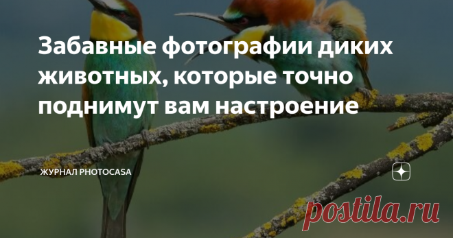 Забавные фотографии диких животных, которые точно поднимут вам настроение Приветствуем вас, читатели журнала PhotoCASA! Сегодня, мы подумали о том, что было бы неплохо, отвлечься от наводящих панику новостей об очередной волне коронавируса и поделиться с вами чем-нибудь веселым. А что может быть веселее, чем фотографии братьев наших меньших, в их естественной среде обитания, застигнутыми врасплох терпеливыми коллегами-фотографами. Представляем вашему вниманию работы финали...