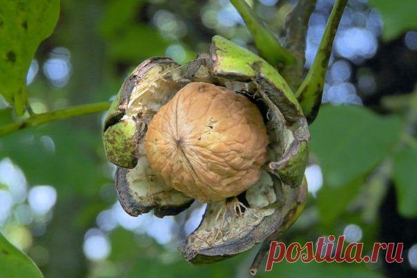 Ядра – чистый изумруд: как лечит грецкий орех