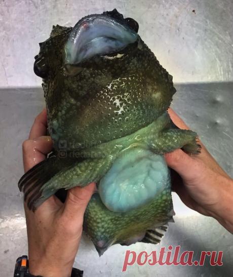 Ужасные морские чудовища на снимках мурманского рыбака (береги глаза)