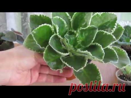 Сорта фиалок , от которых стоит отказаться. Причины.