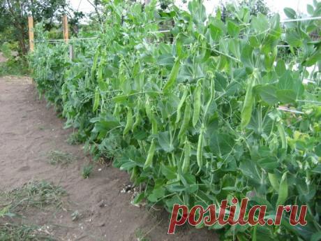 Выращивание гороха — урожай больше в 4 раза!