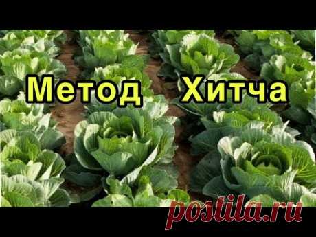 ВЫРАЩИВАНИЕ РАННЕЙ КАПУСТЫ БЕЗ ЗЕМЛИ