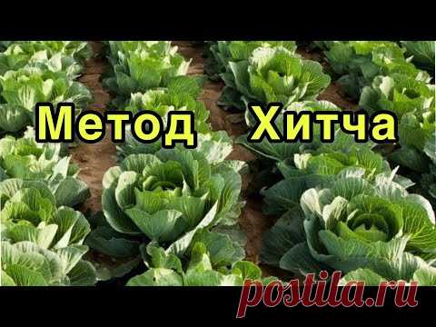 ВЫРАЩИВАНИЕ РАННЕЙ КАПУСТЫ БЕЗ ЗЕМЛИ