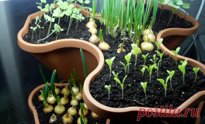 10 секретов домашнего огорода | Огород без хлопот