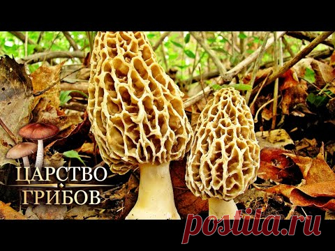 Сморчки. Царство грибов @Моя Планета