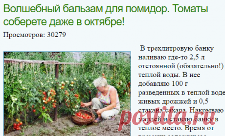 Волшебный бальзам для помидор. Томаты соберете даже в октябре!