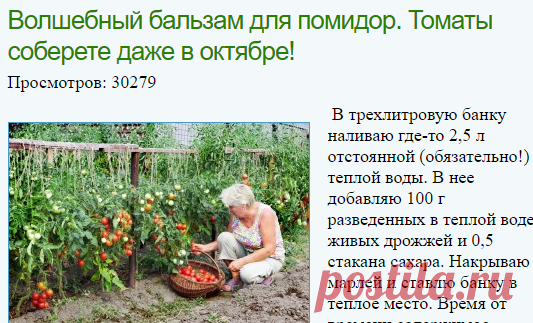 Волшебный бальзам для помидор. Томаты соберете даже в октябре!