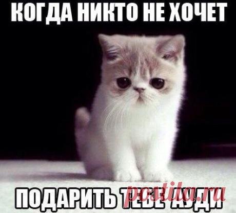 Котенок