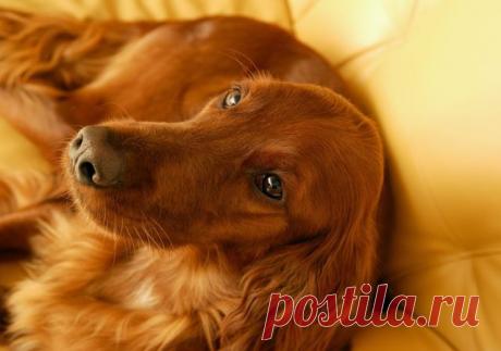 ЭМИЛИЯ -  ПОКОЙ  И  РАДОСТЬ.
ЭМИЛИЯ ЮНГ