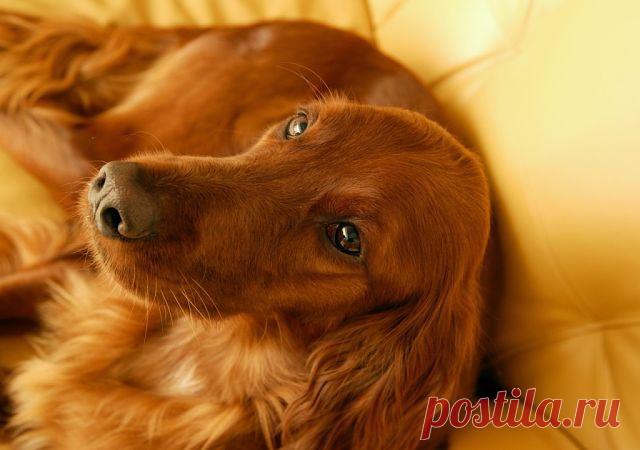 ЭМИЛИЯ -  ПОКОЙ  И  РАДОСТЬ.
ЭМИЛИЯ ЮНГ